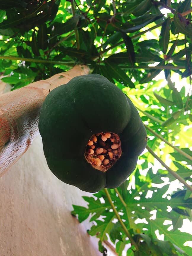 Cây đu đủ cằn cỗi vẫn dồn hết sinh lực nuôi một trái duy nhất, nhìn quả siêu to siêu khổng lồ dân mạng chắc mẩm: &quot;Sẽ ngon ngọt lắm đây&quot; - Ảnh 4.