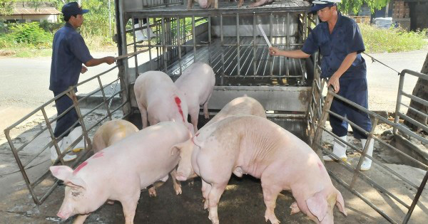 Giá heo hơi hôm nay 5/5: Giá lợn vọt cao, giá gà thê thảm - Ảnh 1. Giá heo hơi hôm nay 5/5: Giá lợn vọt cao, giá gà thê thảm - Ảnh 1.