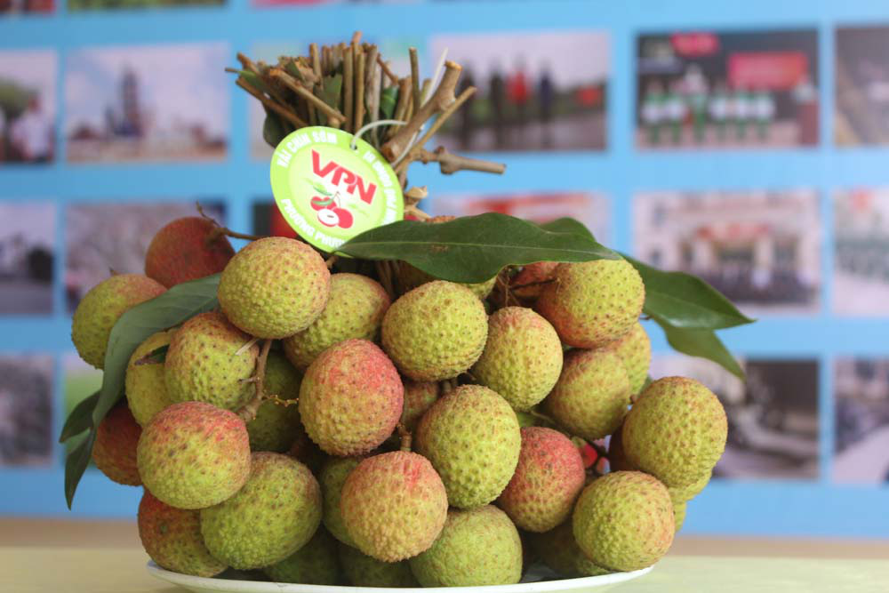 Quảng Ninh: Chi 13 tỷ để tăng giá trị cho quả vải chín sớm - Ảnh 2. Quảng Ninh: Chi 13 tỷ để tăng giá trị cho quả vải chín sớm - Ảnh 2.