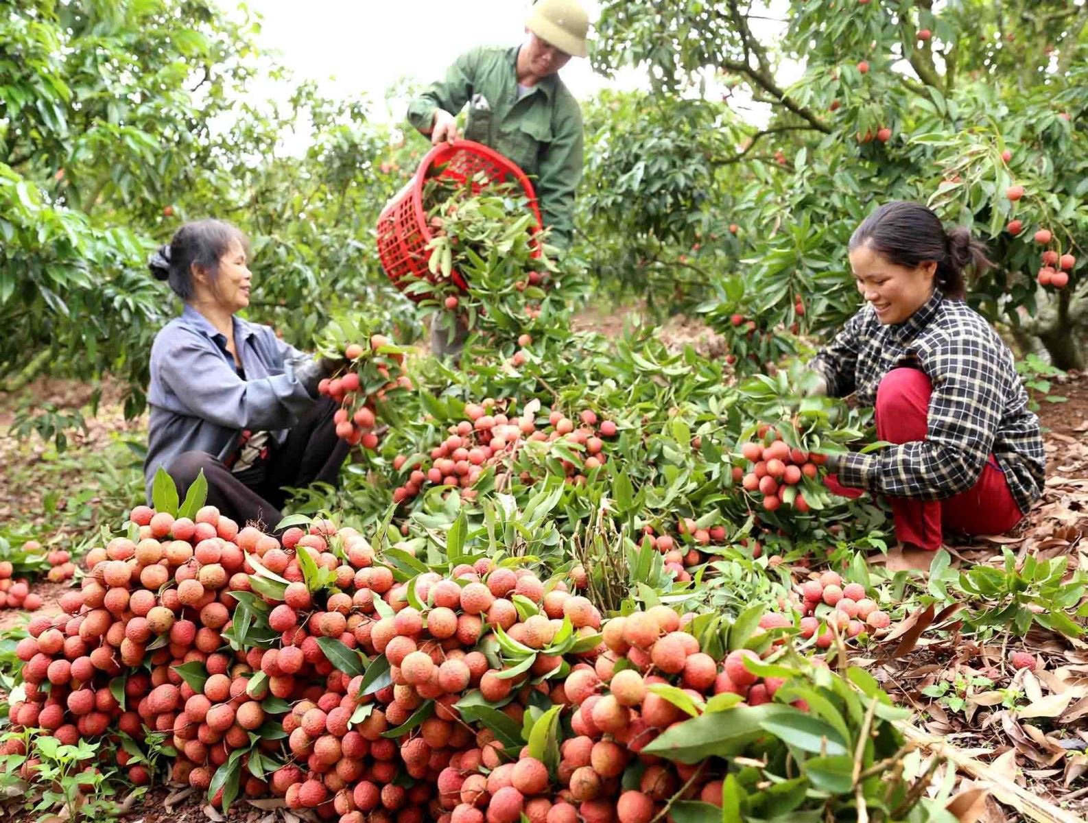 Trung Quốc được mùa vải thiều, Việt Nam tăng tiêu thụ nội địa - Ảnh 1.