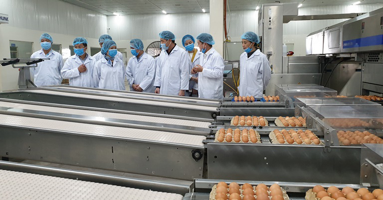 Soi cực tím, tìm trứng gà sạch đạt chuẩn &quot;3 sao&quot; ở nhà máy trứng 100 tỷ đồng - Ảnh 4.