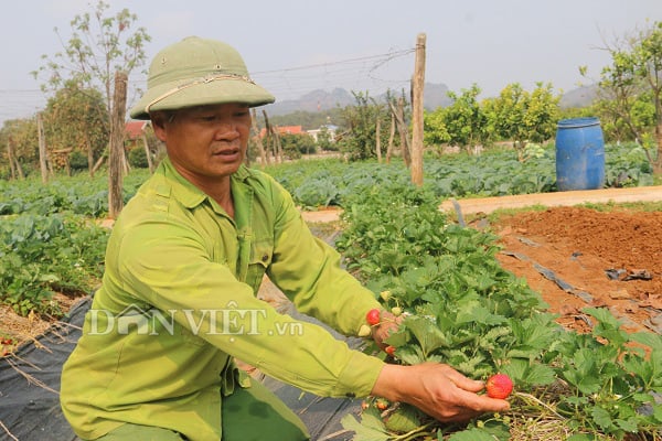 Sơn La: Nắng chang chang, khoai tây trồng ở đây vẫn tốt ngùn ngụt - Ảnh 4.