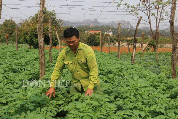 Sơn La: Nắng chang chang, khoai tây trồng ở đây vẫn tốt ngùn ngụt - Ảnh 5.