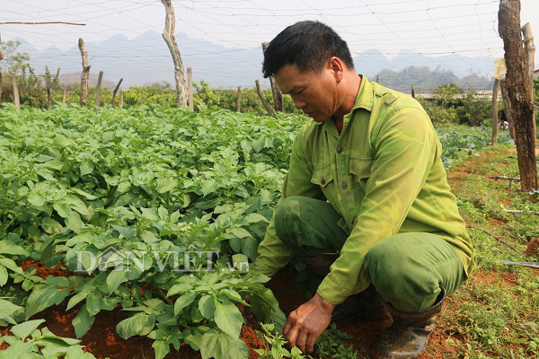 Sơn La: Nắng chang chang, khoai tây trồng ở đây vẫn tốt ngùn ngụt - Ảnh 1.