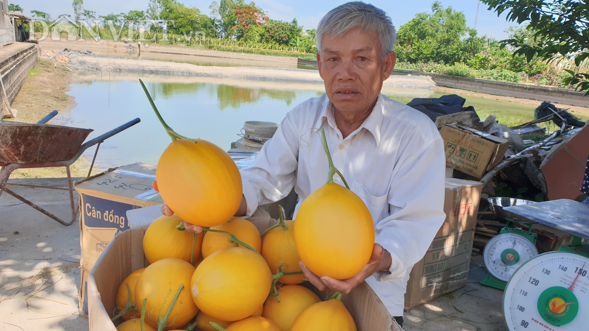 Thanh Hóa: U70 trồng dưa vàng công nghệ cao, ngay vụ đầu đã có gần 50 triệu - Ảnh 5.