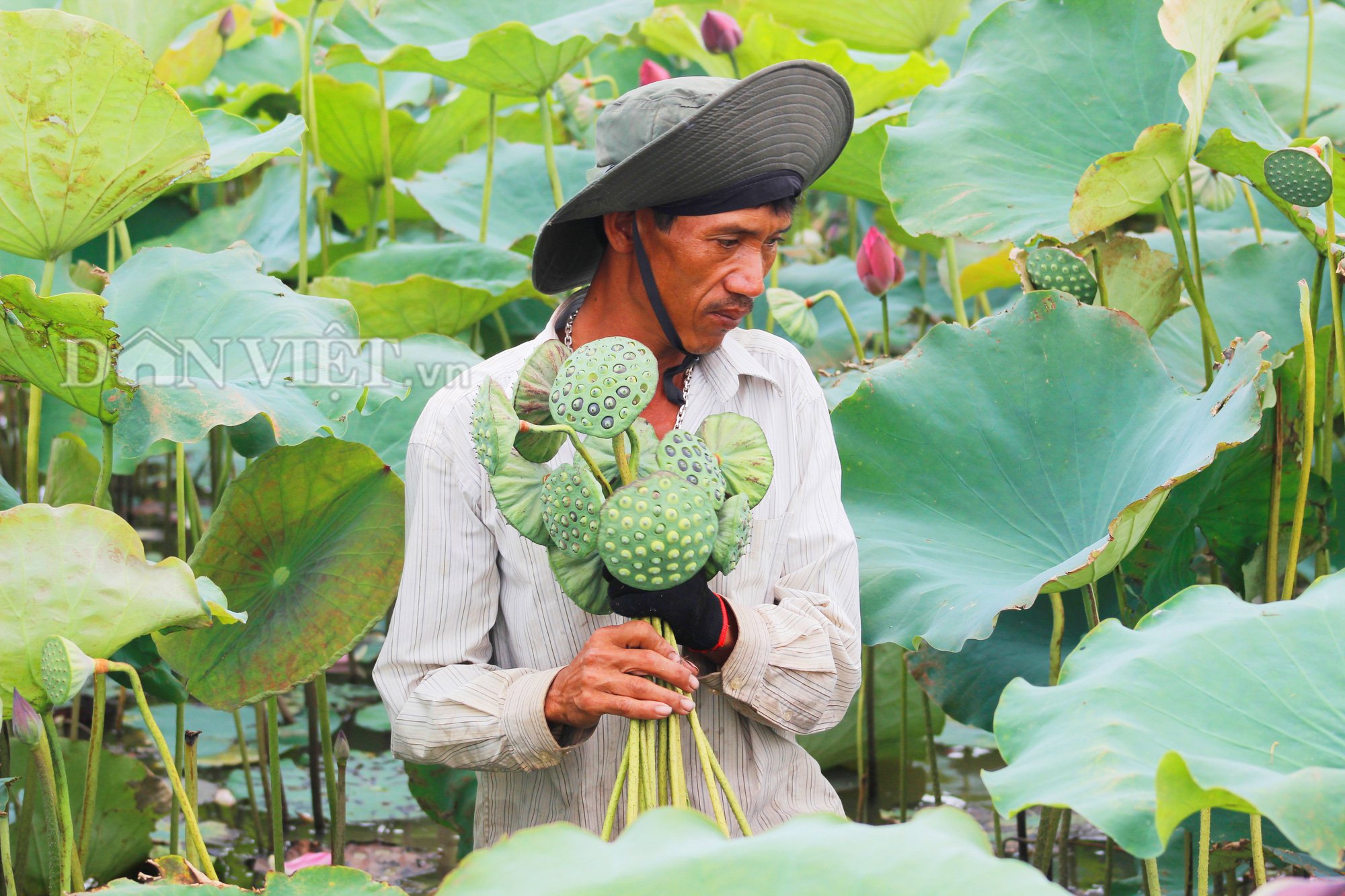 Quảng Bình: Lão nông “hái” nửa tỷ đồng từ đầm sen lầy - Ảnh 3.