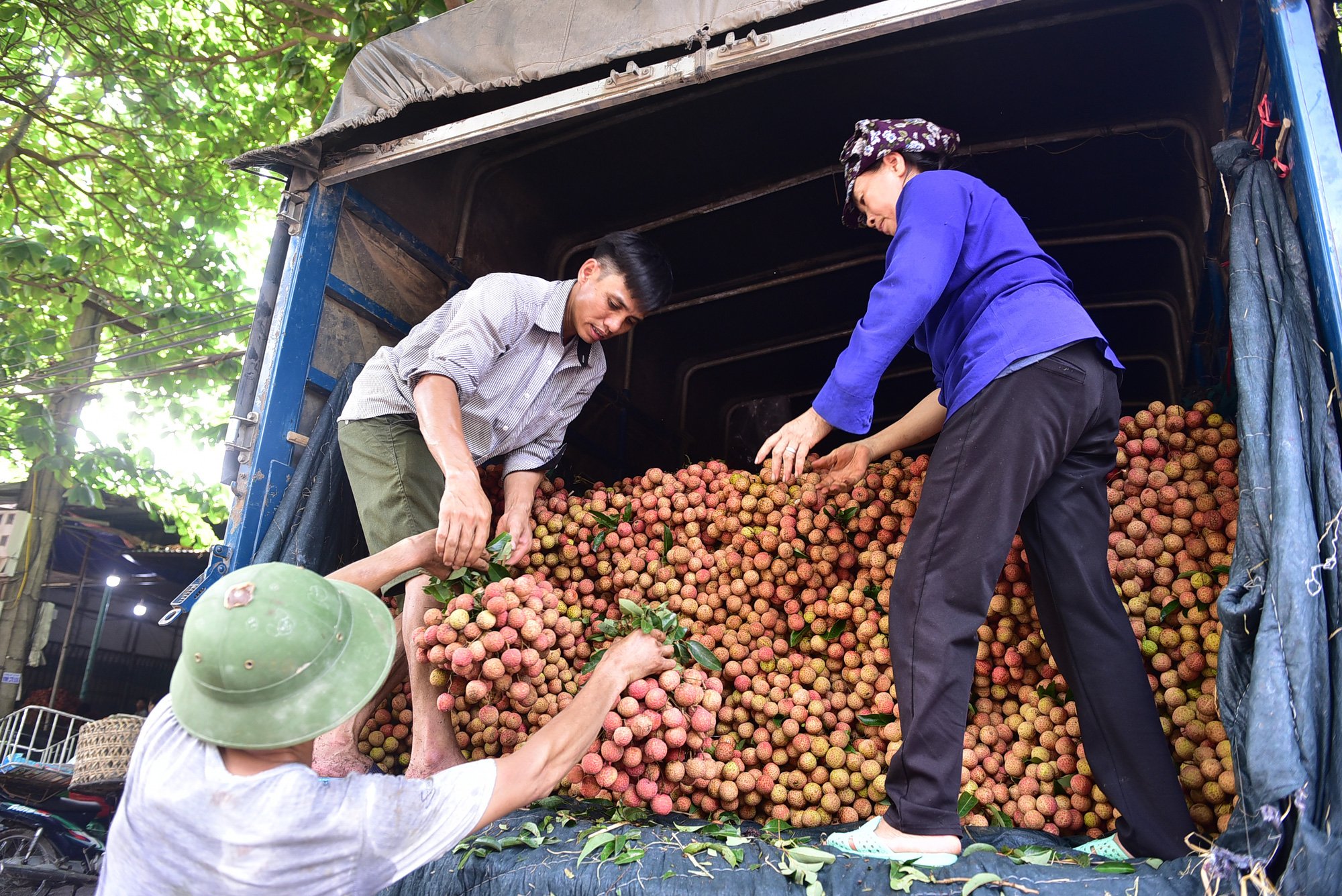 Đón 309 thương nhân Trung Quốc sang mua vải thiều ngay tại cửa khẩu bằng xe chuyên dụng - Ảnh 2.