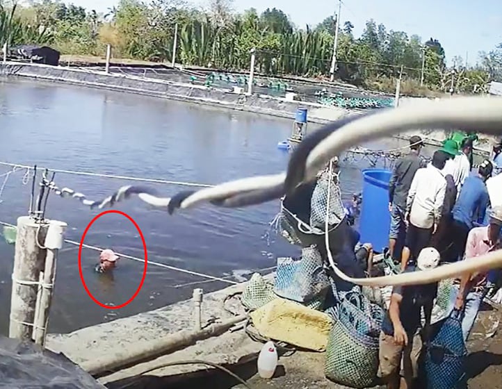Vụ thương lái trộm tôm ở Cà Mau: Nhiều người đã từng trình báo công an - Ảnh 1. Vụ thương lái trộm tôm ở Cà Mau: Nhiều người đã từng trình báo công an - Ảnh 1.