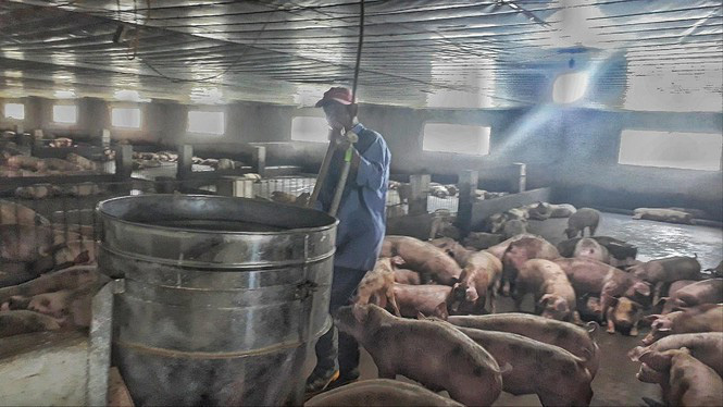 Nông dân không có phần trong lãi khủng của doanh nghiệp kinh doanh lợn - Ảnh 1. Nông dân không có phần trong lãi khủng của doanh nghiệp kinh doanh lợn - Ảnh 1.