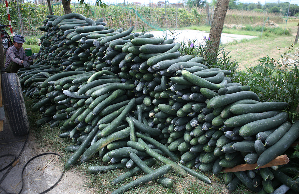 Bí xanh 2.000 đồng/kg không ai mua, dân tính mang về nấu nước uống - Ảnh 1. Bí xanh 2.000 đồng/kg không ai mua, dân tính mang về nấu nước uống - Ảnh 1.