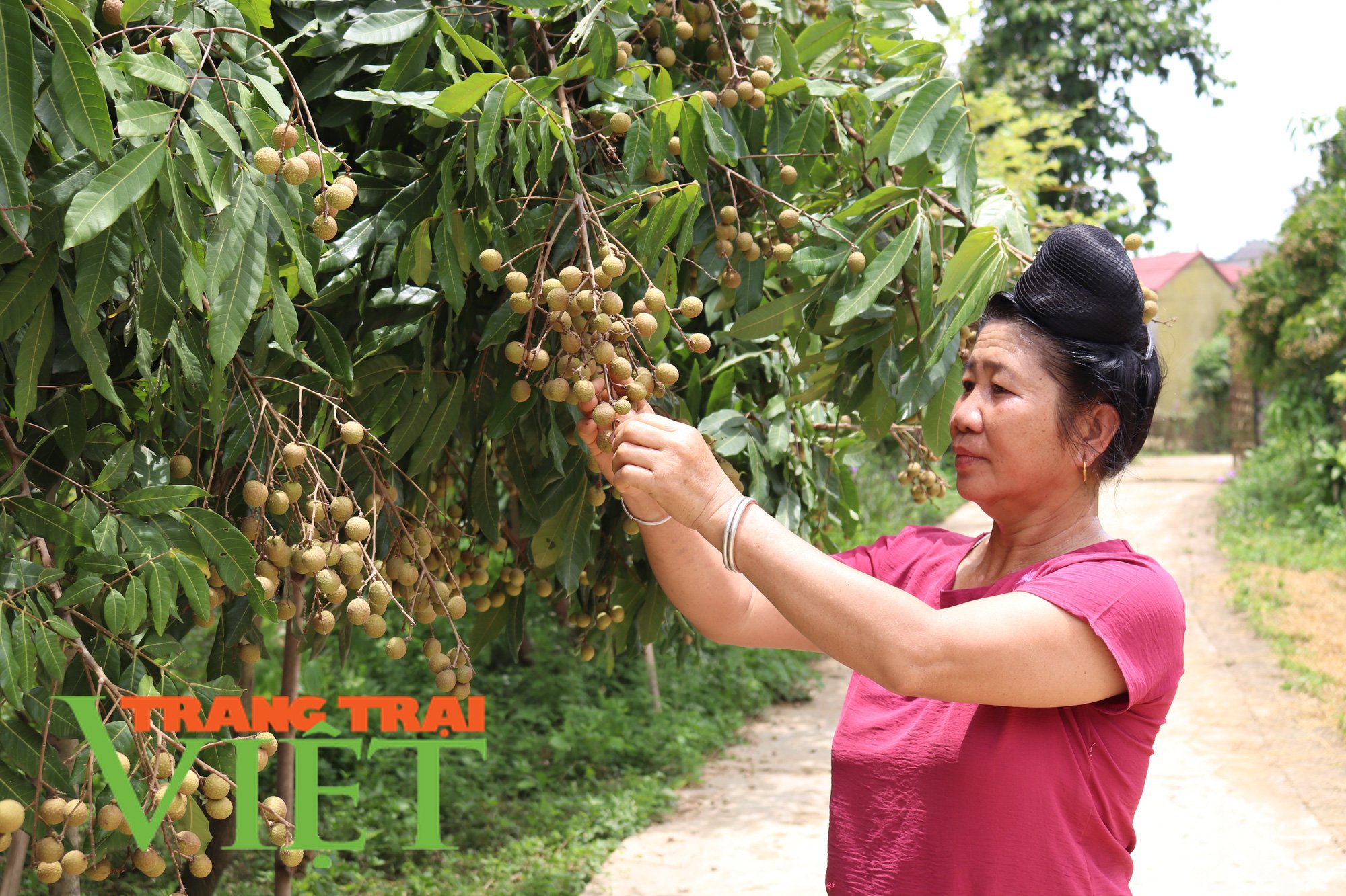 Mường Bú hướng tới nông thôn mới nâng cao - Ảnh 2. Mường Bú hướng tới nông thôn mới nâng cao - Ảnh 2.