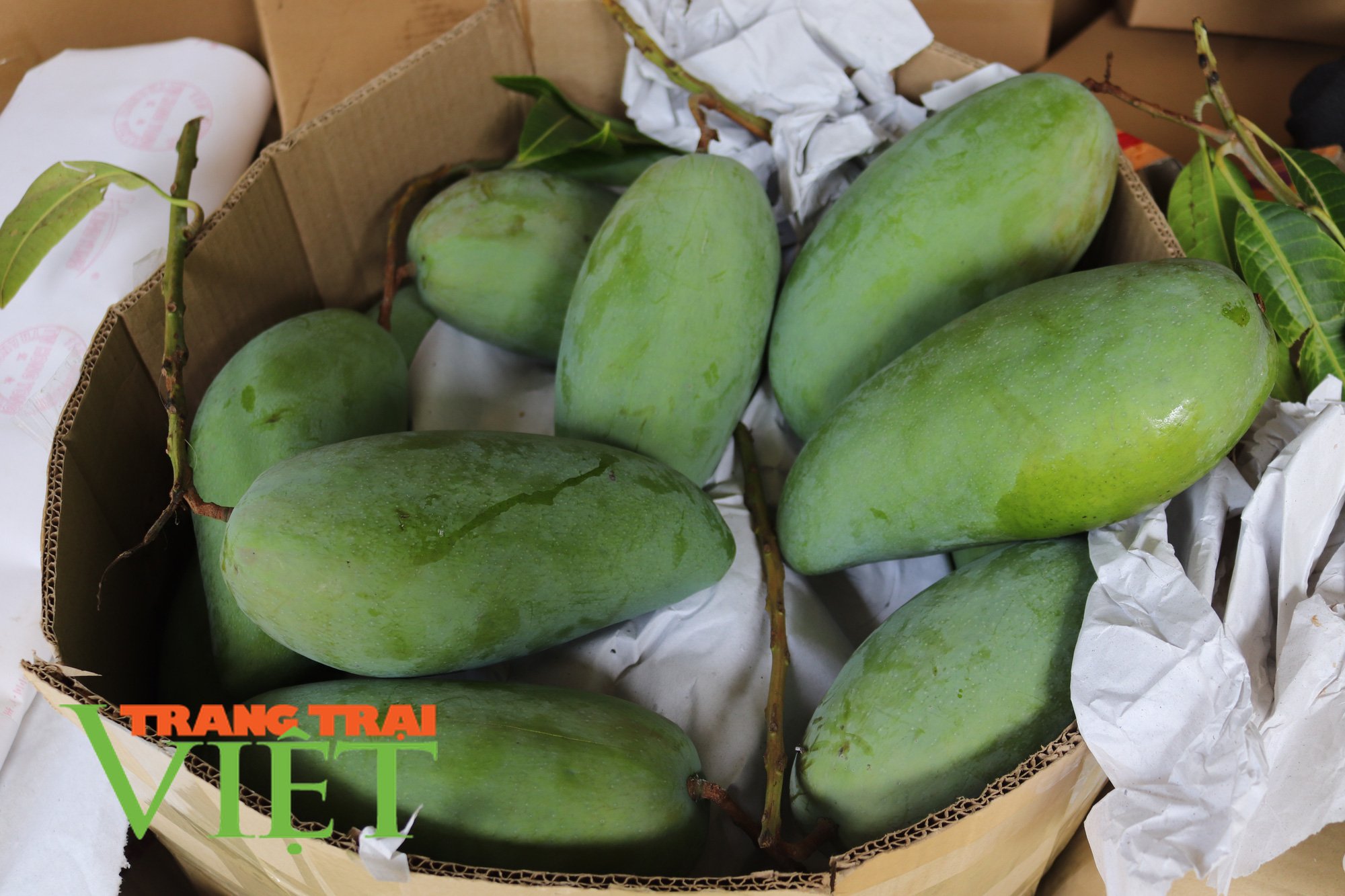 Mường Bú hướng tới nông thôn mới nâng cao - Ảnh 1. Mường Bú hướng tới nông thôn mới nâng cao - Ảnh 1.