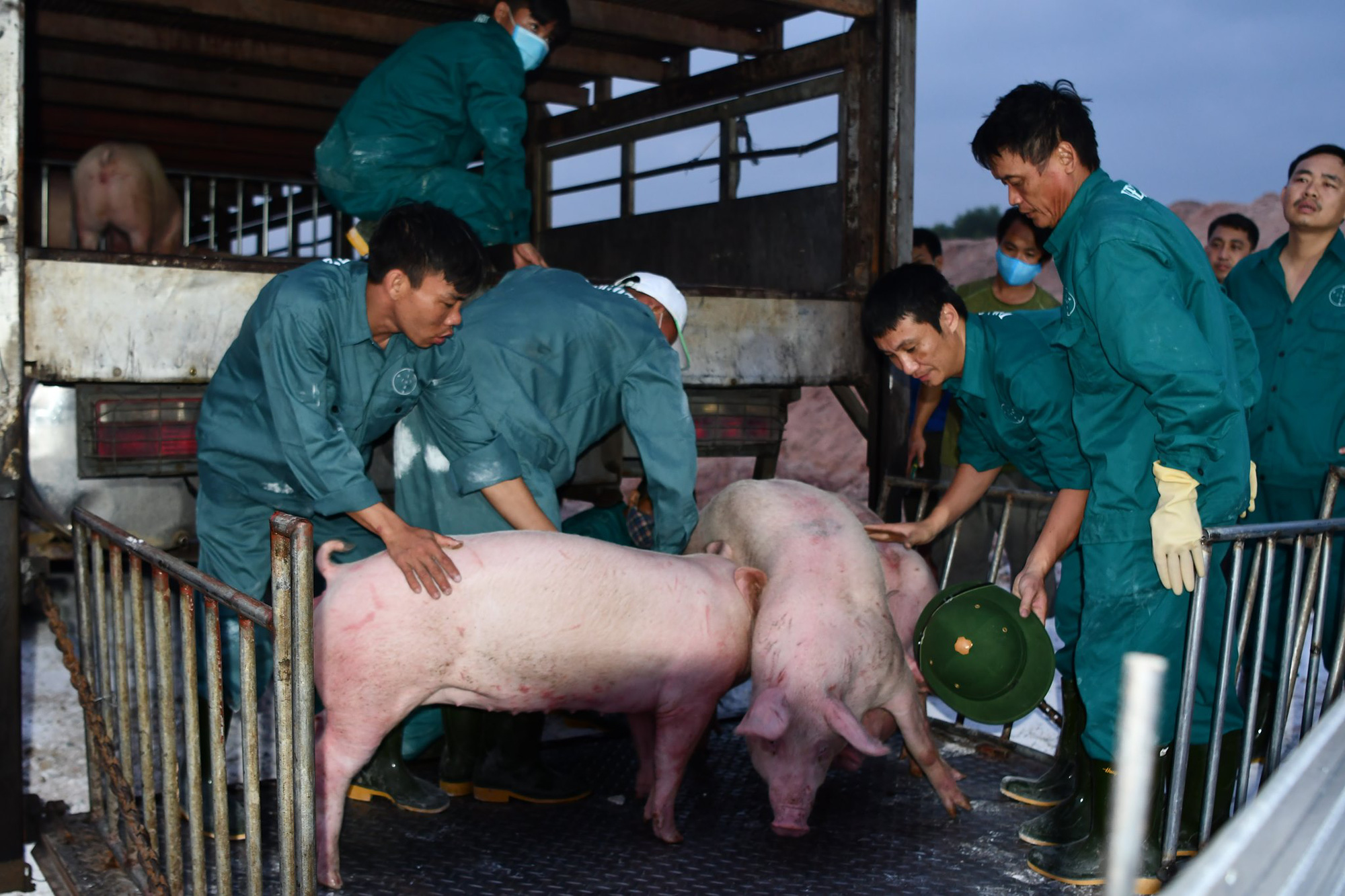 Giá heo hơi hôm nay 12/6: Doanh nghiệp đăng ký nhập 800.000 con lợn từ Thái Lan, giá heo hơi ra sao? - Ảnh 1.