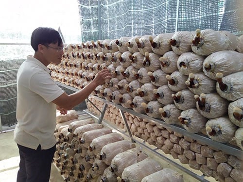 Mô hình trồng nấm “4 trong 1” - Ảnh 1. Mô hình trồng nấm “4 trong 1” - Ảnh 1.