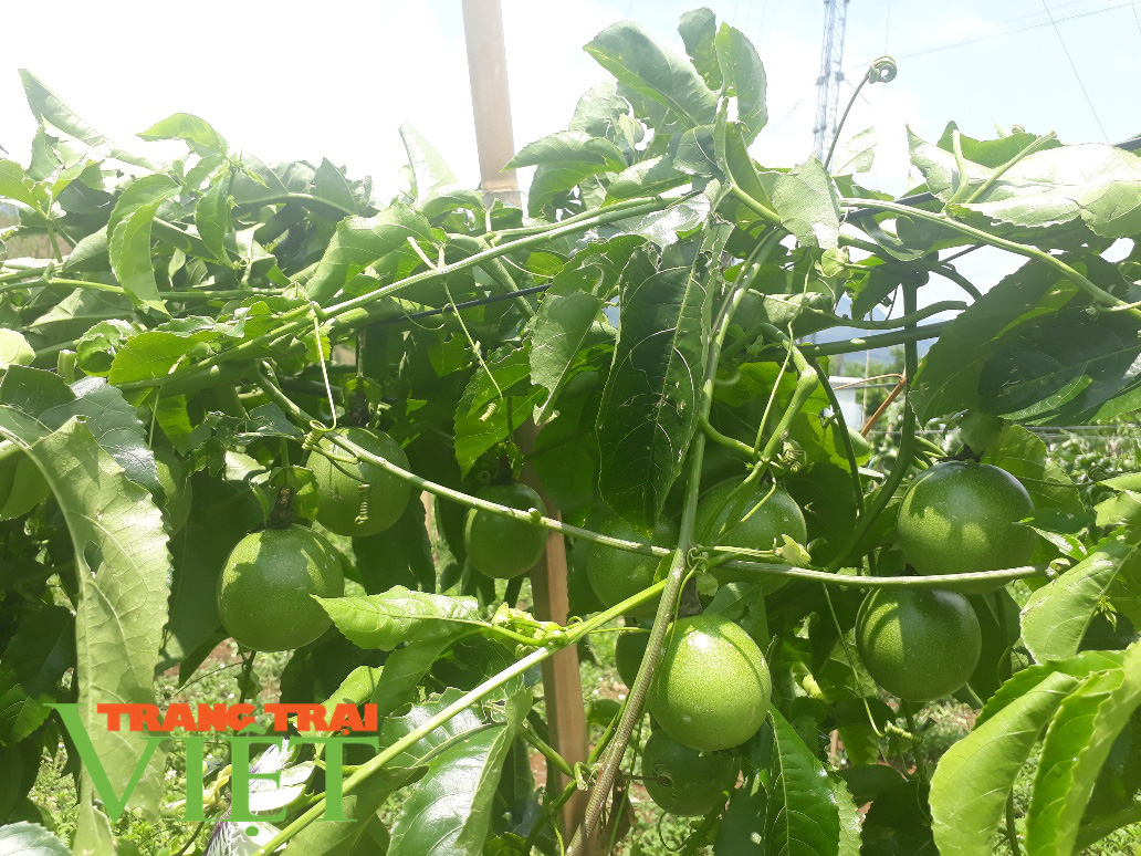 Trồng thử nghiệm chanh leo ở Nậm Nhùn, quả sai trĩu trịt - Ảnh 2. Trồng thử nghiệm chanh leo ở Nậm Nhùn, quả sai trĩu trịt - Ảnh 2.