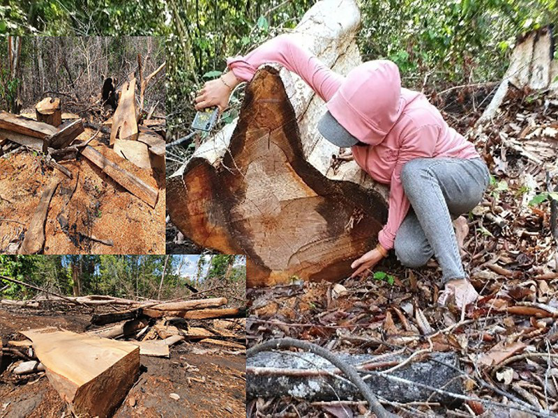 ‘Đại công xưởng’ phá rừng ở Gia Lai - Ảnh 1. ‘Đại công xưởng’ phá rừng ở Gia Lai - Ảnh 1.