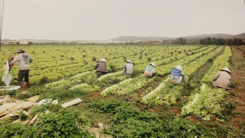 Rắc rối vụ kiện trồng cà pháo trong rẫy cà phê - Ảnh 4. Rắc rối vụ kiện trồng cà pháo trong rẫy cà phê - Ảnh 4.