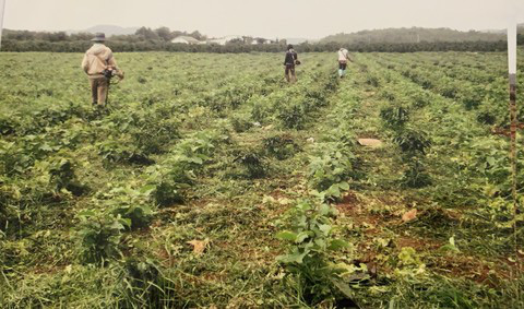 Rắc rối vụ kiện trồng cà pháo trong rẫy cà phê - Ảnh 1. Rắc rối vụ kiện trồng cà pháo trong rẫy cà phê - Ảnh 1.