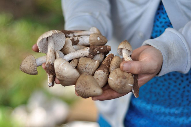 Gần triệu một cân nấm mối, không có mà mua - Ảnh 3. Gần triệu một cân nấm mối, không có mà mua - Ảnh 3.