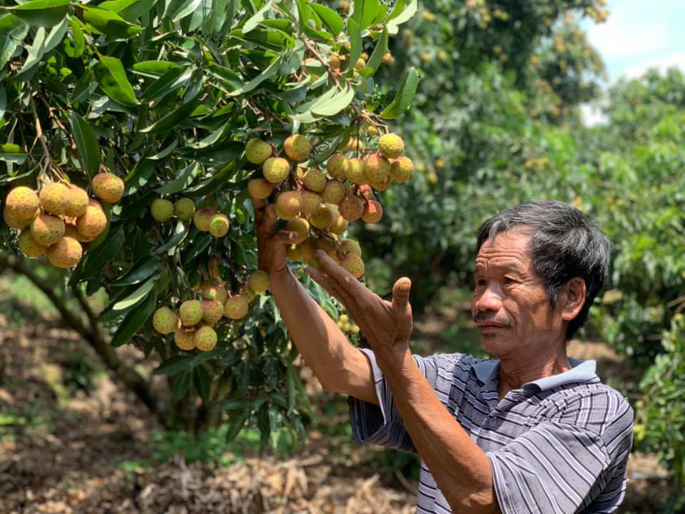 Ngày mai, xử lý khử trùng lô vải thiều đầu tiên xuất khẩu sang Nhật Bản - Ảnh 1.