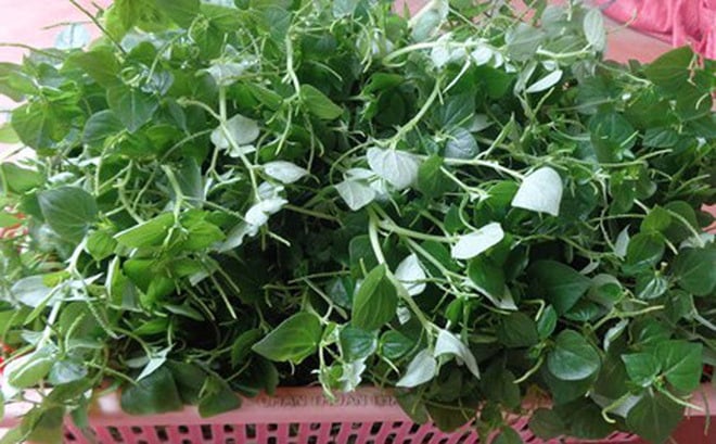 Mỗi vụ kiếm hàng chục triệu nhờ trồng rau càng cua trong nhà kính - Ảnh 3. Mỗi vụ kiếm hàng chục triệu nhờ trồng rau càng cua trong nhà kính - Ảnh 3.