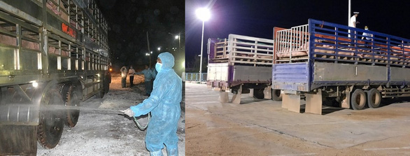 Giá heo hơi ngày 19/6: Heo sống nhập từ Thái Lan dự kiến bán 80.000 đồng/kg - Ảnh 1. Giá heo hơi ngày 19/6: Heo sống nhập từ Thái Lan dự kiến bán 80.000 đồng/kg - Ảnh 1.