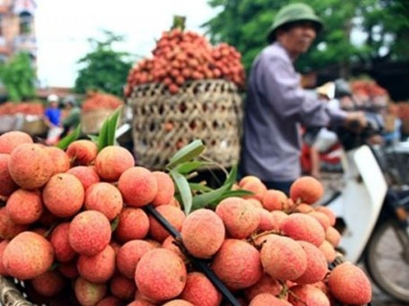 Vải thiều đầu vụ, tiêu thụ nghìn tấn mỗi ngày - Ảnh 1. Vải thiều đầu vụ, tiêu thụ nghìn tấn mỗi ngày - Ảnh 1.