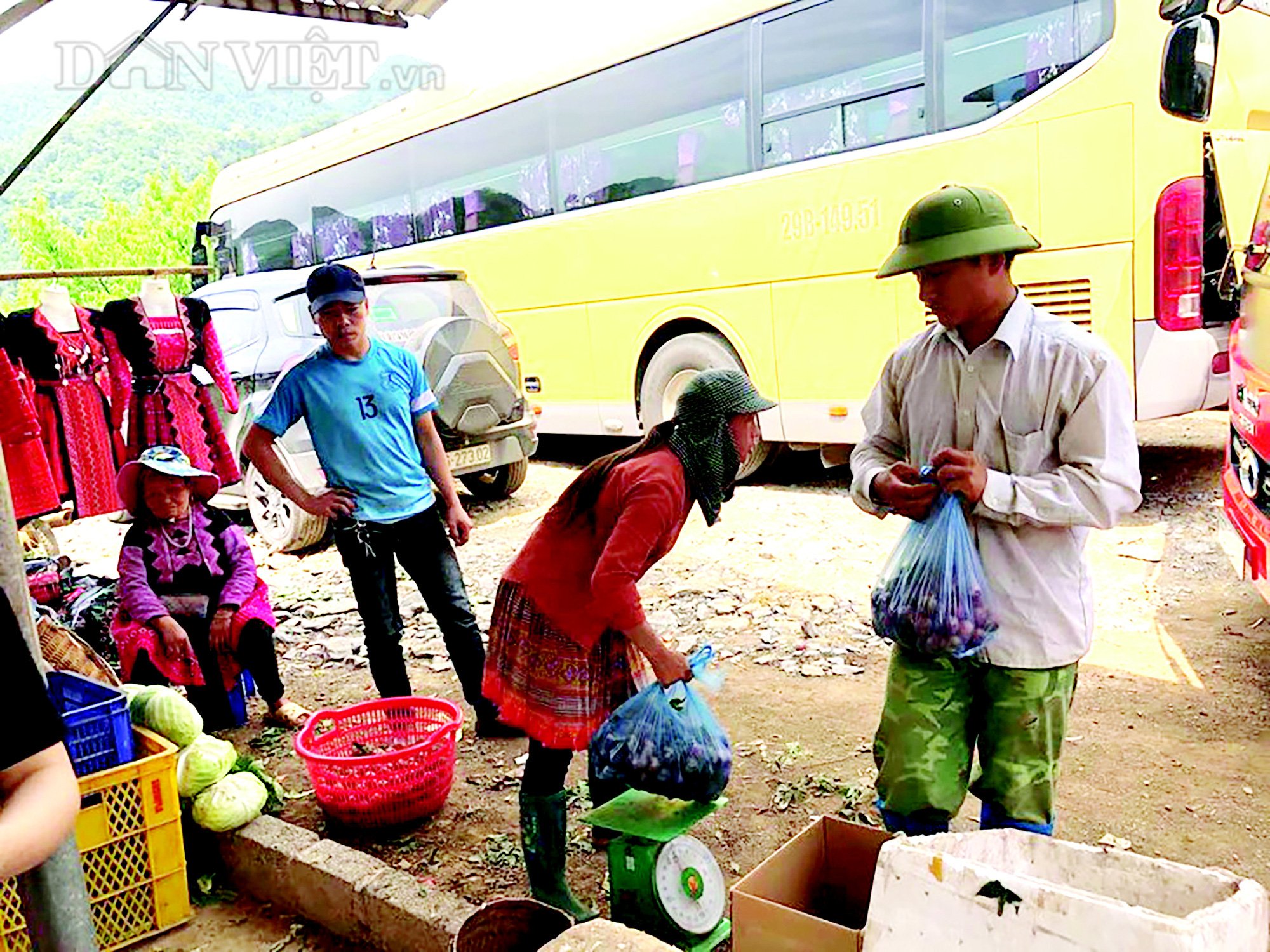 Thung lũng mận Nà Ka chín rộ, khách đổ xô tới hái tận vườn, riêng mận &quot;VIP&quot; thương lái mua hết - Ảnh 9.