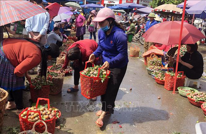 Bắc Hà: Mận Tam hoa vào vụ, khách nườm nượp đến mua - Ảnh 1.