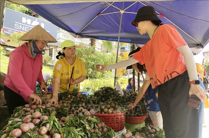 Bắc Hà: Mận Tam hoa vào vụ, khách nườm nượp đến mua - Ảnh 2. Bắc Hà: Mận Tam hoa vào vụ, khách nườm nượp đến mua - Ảnh 2.