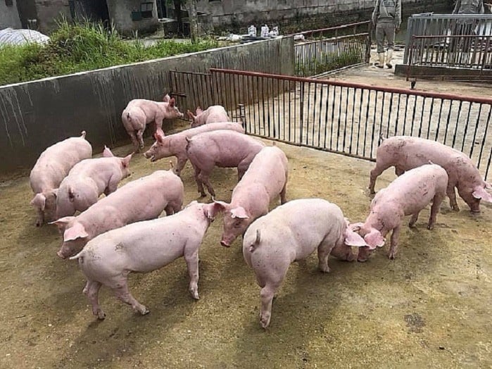 Giá heo hơi ngày 30/6: Miền Bắc một mình một giá - Ảnh 1. Giá heo hơi ngày 30/6: Miền Bắc một mình một giá - Ảnh 1.