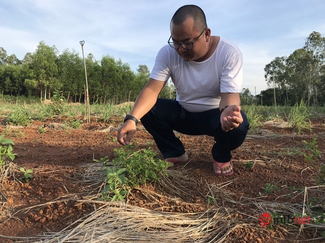 &quot;Hô biến&quot; sọ chó - loài cây mọc hoang thành đặc sản, 9X Quảng Ngãi bán gần triệu đồng mỗi kg - Ảnh 2.