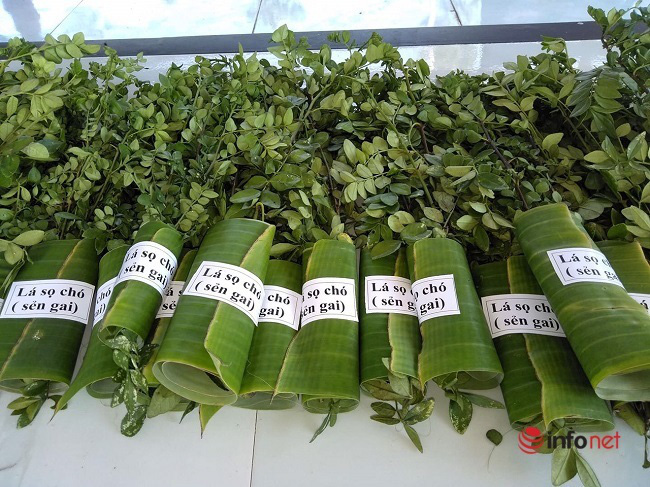 &quot;Hô biến&quot; sọ chó - loài cây mọc hoang thành đặc sản, 9X Quảng Ngãi bán gần triệu đồng mỗi kg - Ảnh 4.