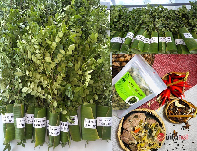 &quot;Hô biến&quot; sọ chó - loài cây mọc hoang thành đặc sản, 9X Quảng Ngãi bán gần triệu đồng mỗi kg - Ảnh 6.