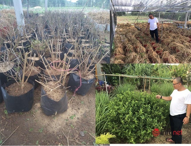&quot;Hô biến&quot; sọ chó - loài cây mọc hoang thành đặc sản, 9X Quảng Ngãi bán gần triệu đồng mỗi kg - Ảnh 1.