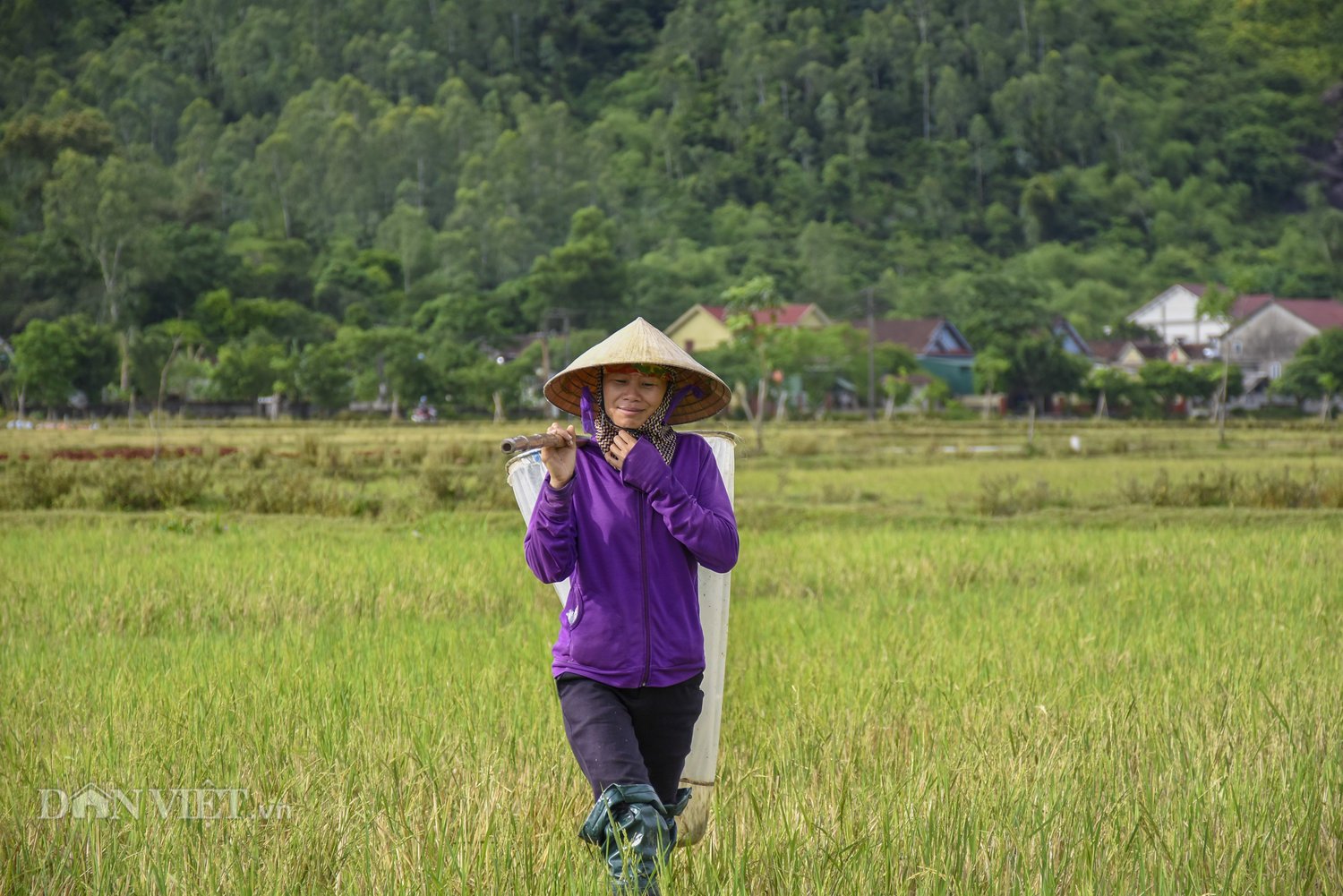 Nông dân miền Trung &quot;đội&quot; nắng 40 độ săn &quot;con cốm&quot; kiếm tiền triệu mỗi ngày - Ảnh 2.