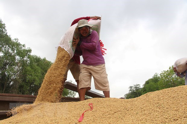 Giá gạo Việt Nam giao dịch ở mức thấp nhất trong hai tháng - Ảnh 1. Giá gạo Việt Nam giao dịch ở mức thấp nhất trong hai tháng - Ảnh 1.