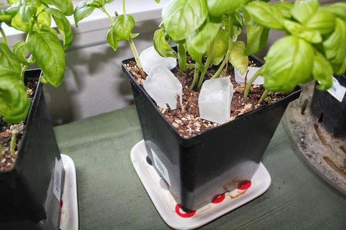 Thấy vợ thả mấy viên đá lạnh xuống chậu hoa chồng bảo &quot;vợ hâm&quot;, ai ngờ kết quả mới bất ngờ - Ảnh 4.