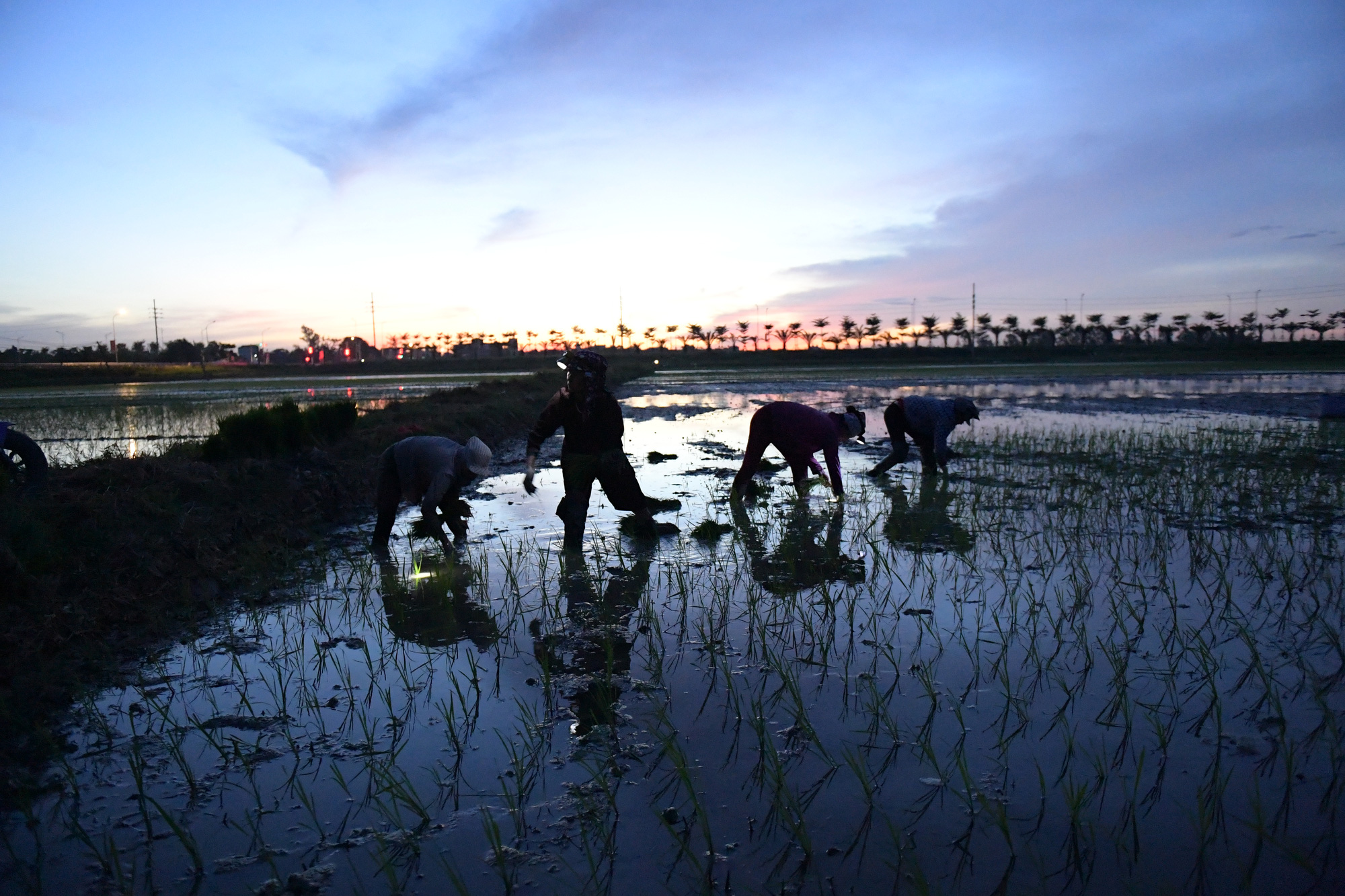 Tránh &quot;ông trời&quot;, nông dân Hà Nội soi đèn đi cấy đêm  - Ảnh 10.