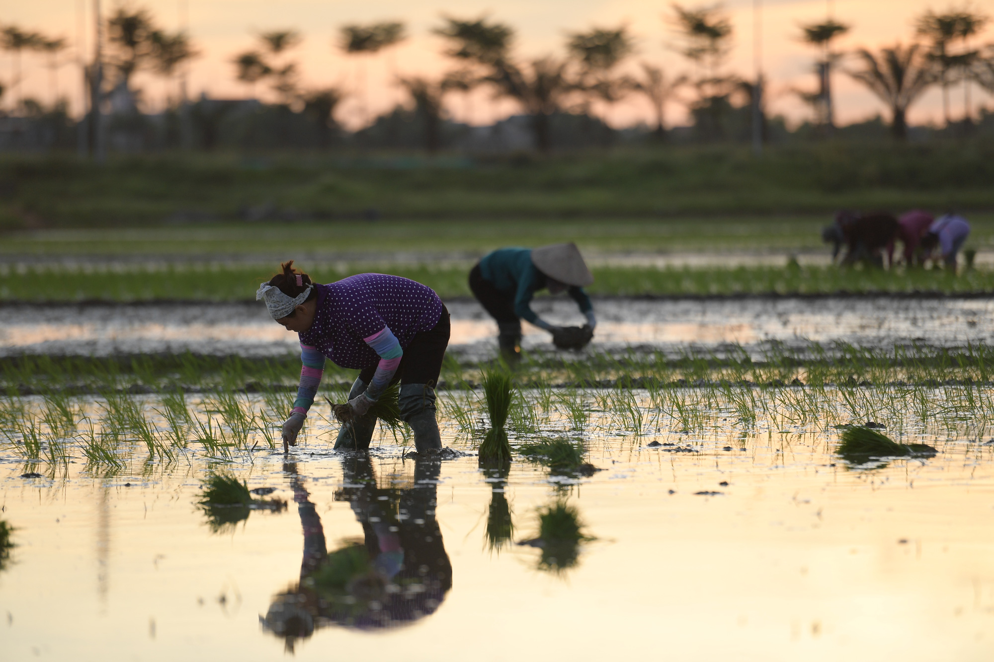 Tránh &quot;ông trời&quot;, nông dân Hà Nội soi đèn đi cấy đêm  - Ảnh 5.