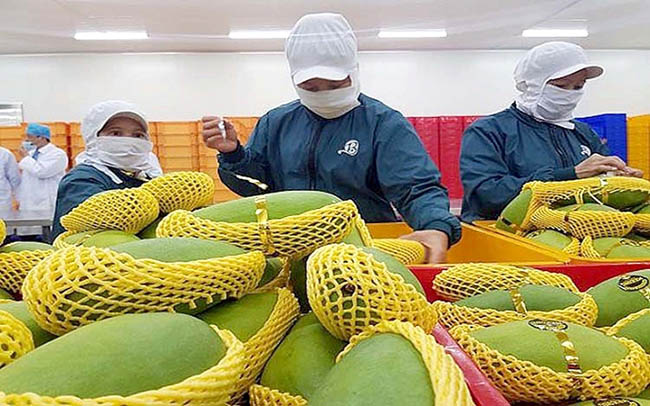 Ảnh hưởng dịch Covid - 19, xuất khẩu 6 tháng cuối năm khó hồi phục - Ảnh 1.
