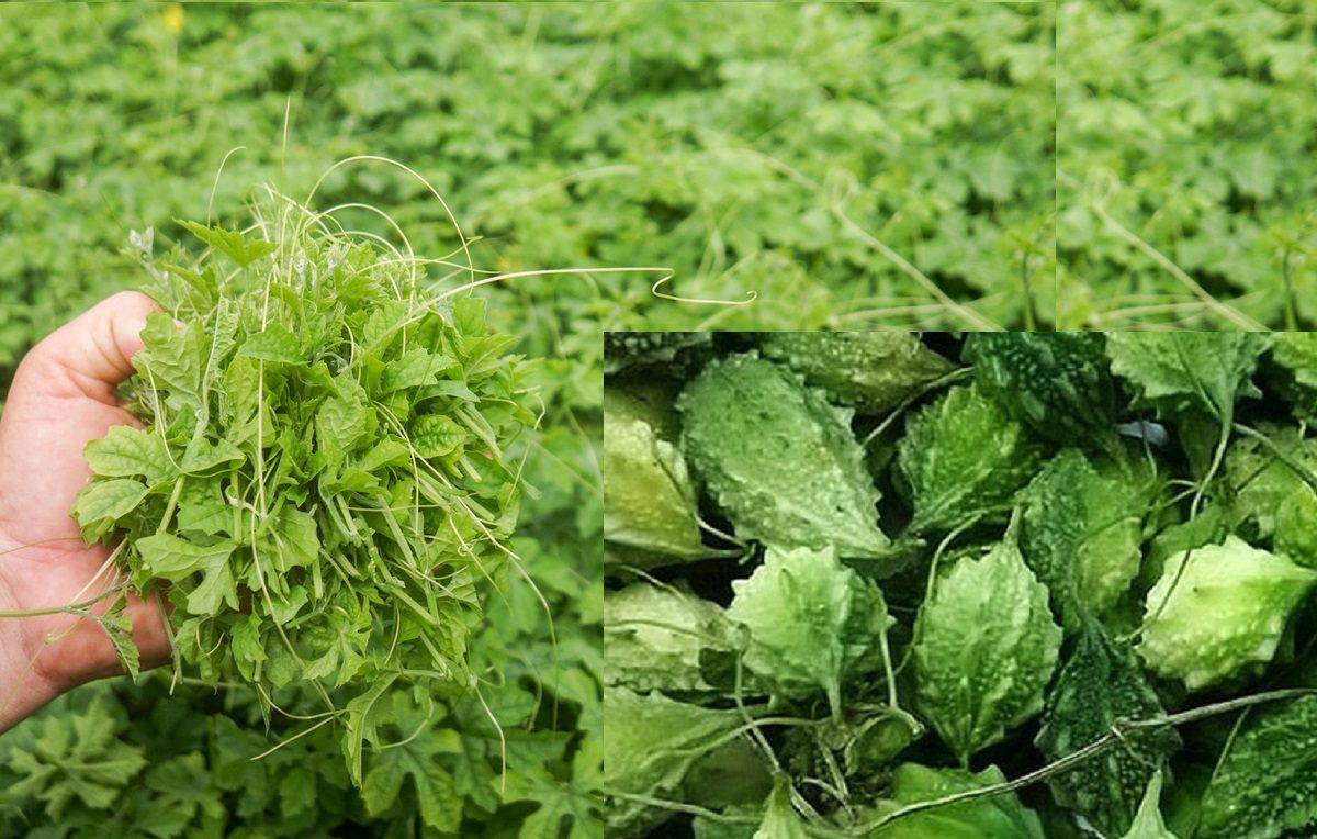 Không thiếu "đồng ra đồng vào" nhờ loài cây mọc dại - Ảnh 1. Không thiếu "đồng ra đồng vào" nhờ loài cây mọc dại - Ảnh 1.