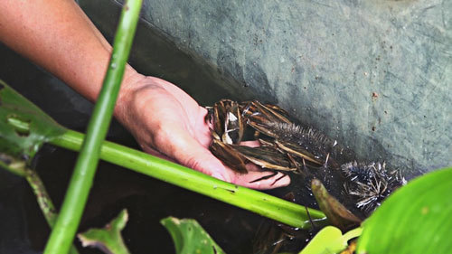 Chỉ cần bán vài chục con cà cuống cho quán nhậu, mỗi ngày thu ngay tiền triệu - Ảnh 3. Chỉ cần bán vài chục con cà cuống cho quán nhậu, mỗi ngày thu ngay tiền triệu - Ảnh 3.