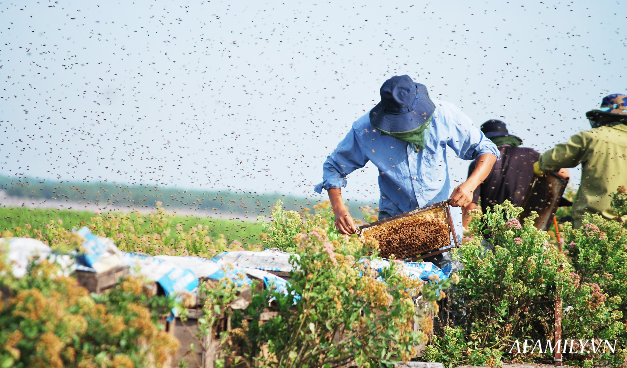 Ho sú vẹt nở bạt ngàn ở biển Bình Minh, Kim Sơn, Ninh Bình Ho sú vẹt nở bạt ngàn ở biển Bình Minh, Kim Sơn, Ninh Bình