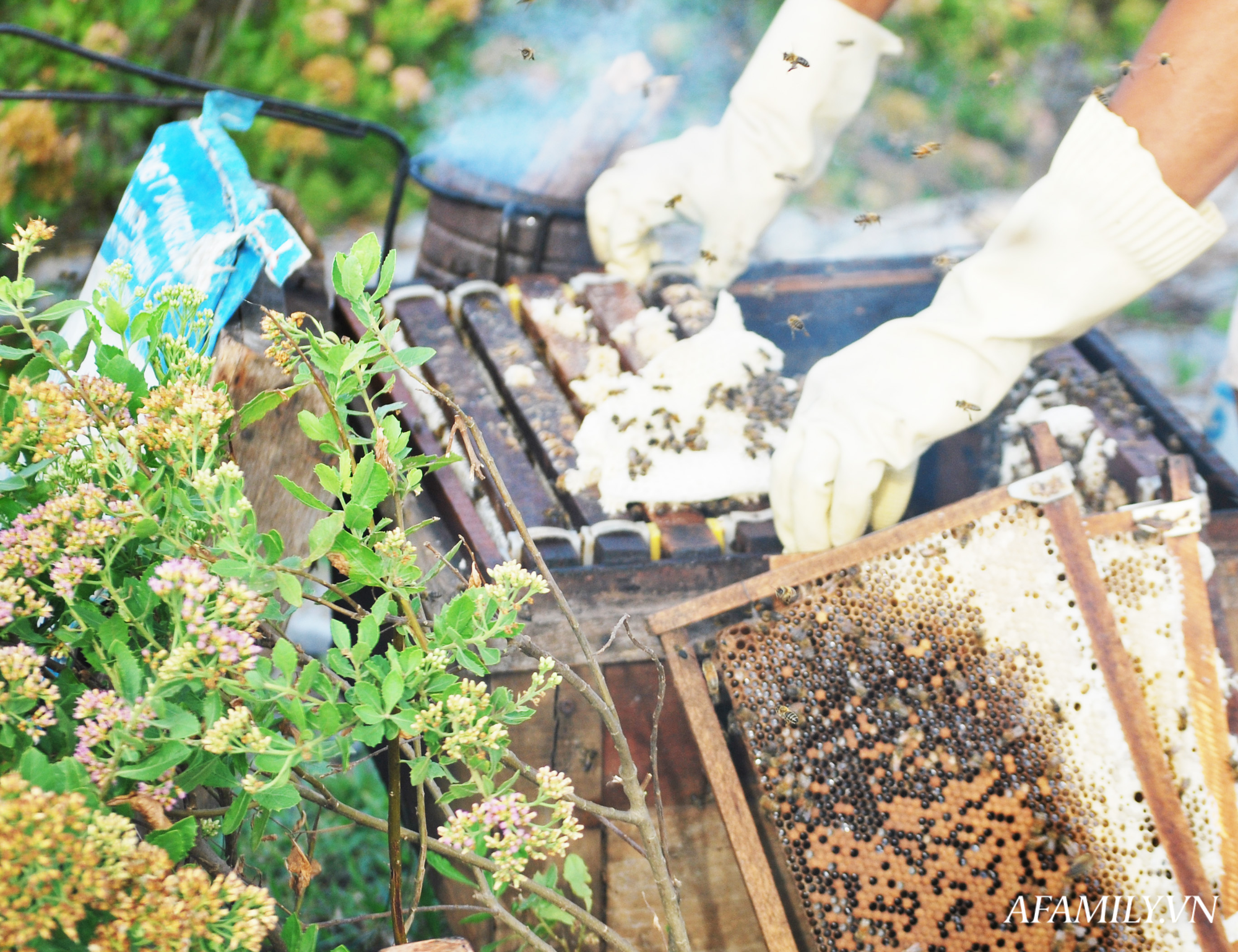 Mỗi năm chỉ có 2 tháng thu hoạch nhưng nông dân nhanh chóng thành tỷ phú Mỗi năm chỉ có 2 tháng thu hoạch nhưng nông dân nhanh chóng thành tỷ phú