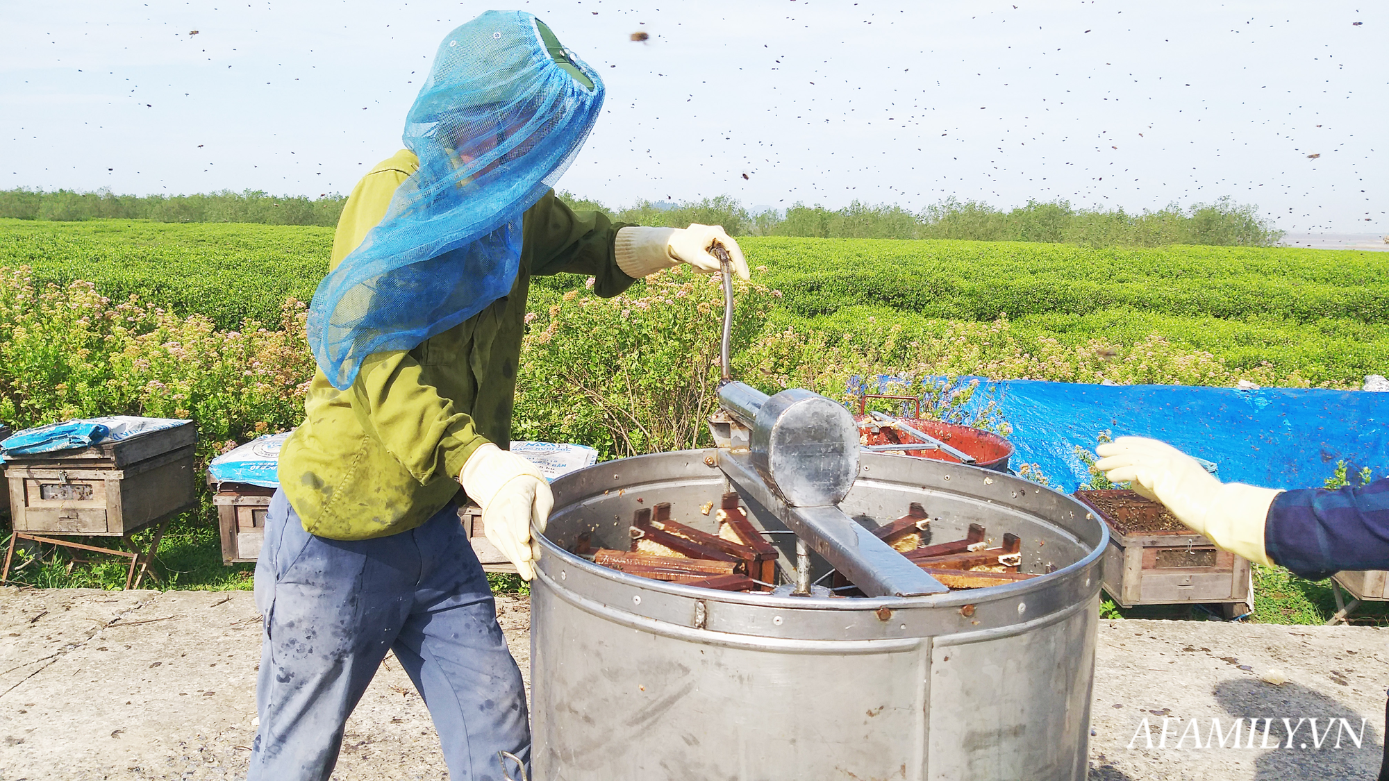 Thu nhập khủng nhờ nuôi ong lấy mật từ loài hoa tự nhiên không ai ngờ tới ở Ninh Bình - Ảnh 8. Thu nhập khủng nhờ nuôi ong lấy mật từ loài hoa tự nhiên không ai ngờ tới ở Ninh Bình - Ảnh 8.