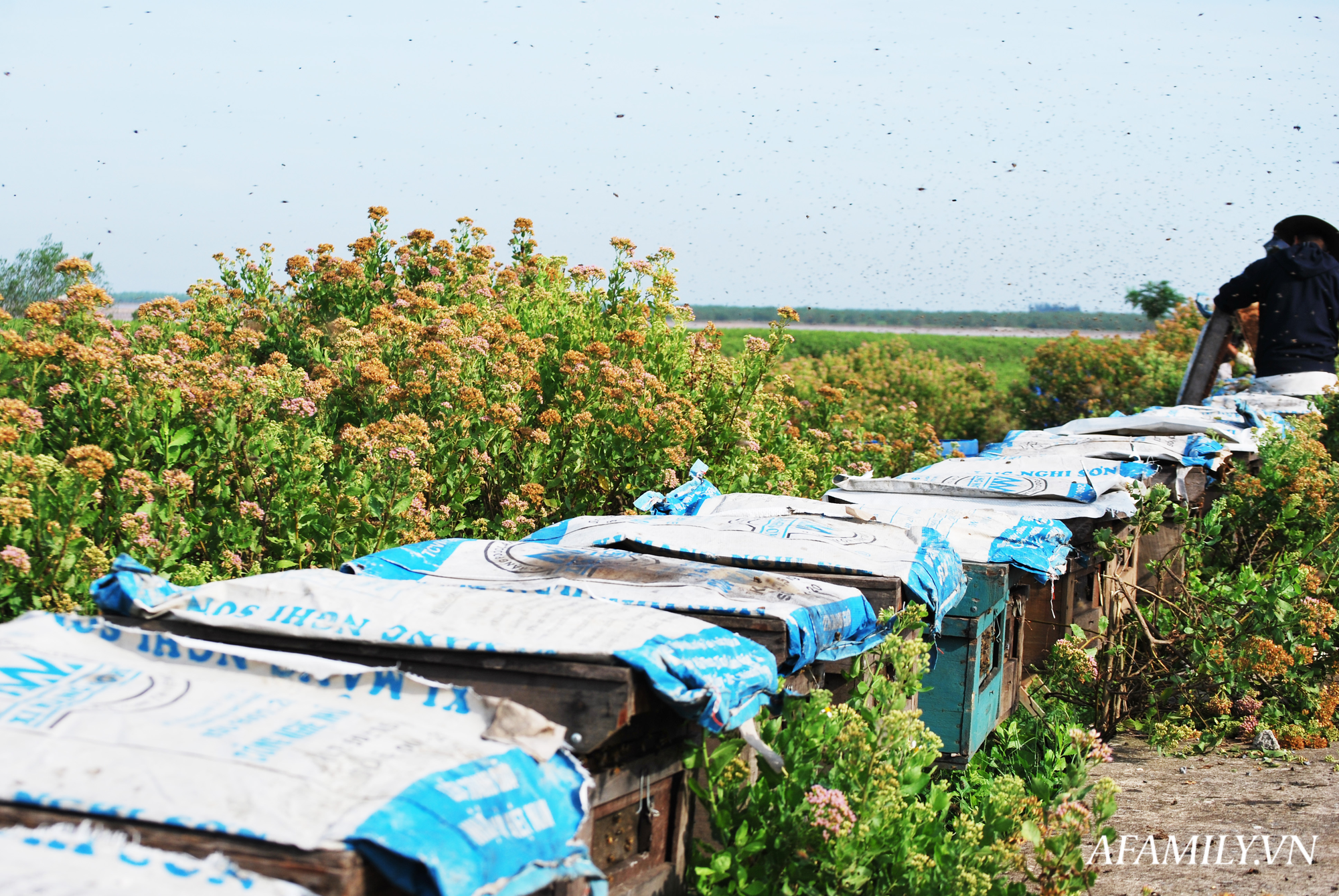 Thu nhập khủng nhờ nuôi ong lấy mật từ loài hoa tự nhiên không ai ngờ tới ở Ninh Bình - Ảnh 9. Thu nhập khủng nhờ nuôi ong lấy mật từ loài hoa tự nhiên không ai ngờ tới ở Ninh Bình - Ảnh 9.