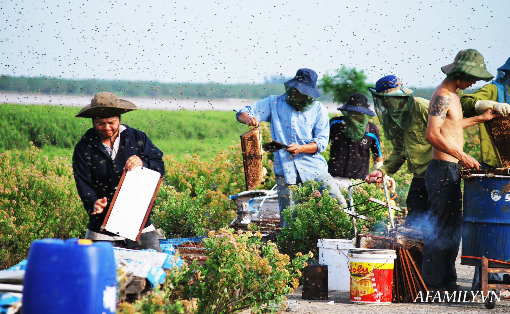 Thu nhập khủng nhờ nuôi ong lấy mật từ loài hoa tự nhiên không ai ngờ tới ở Ninh Bình - Ảnh 10. Thu nhập khủng nhờ nuôi ong lấy mật từ loài hoa tự nhiên không ai ngờ tới ở Ninh Bình - Ảnh 10.