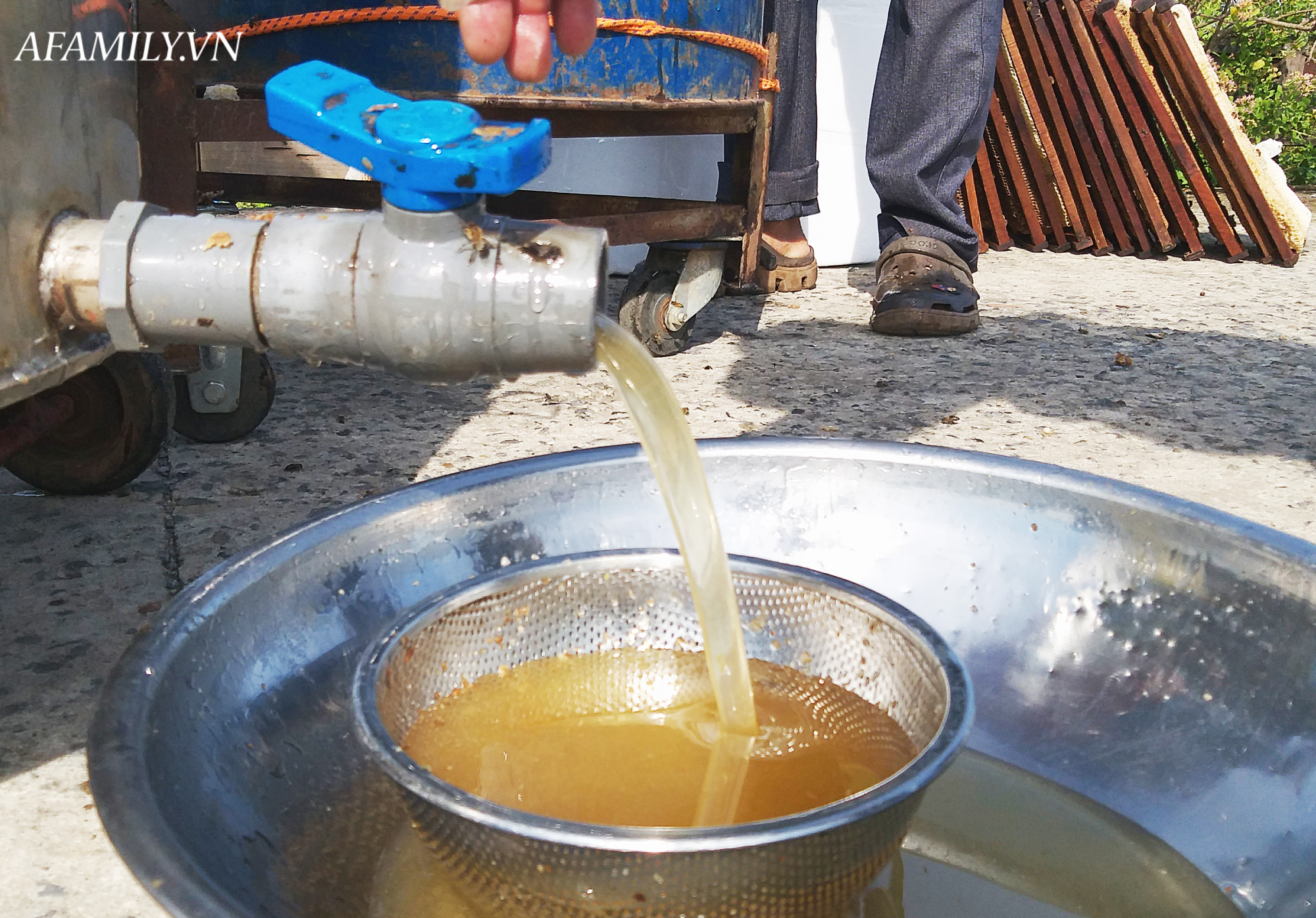 Thu nhập khủng nhờ nuôi ong lấy mật từ loài hoa tự nhiên không ai ngờ tới ở Ninh Bình - Ảnh 11. Thu nhập khủng nhờ nuôi ong lấy mật từ loài hoa tự nhiên không ai ngờ tới ở Ninh Bình - Ảnh 11.