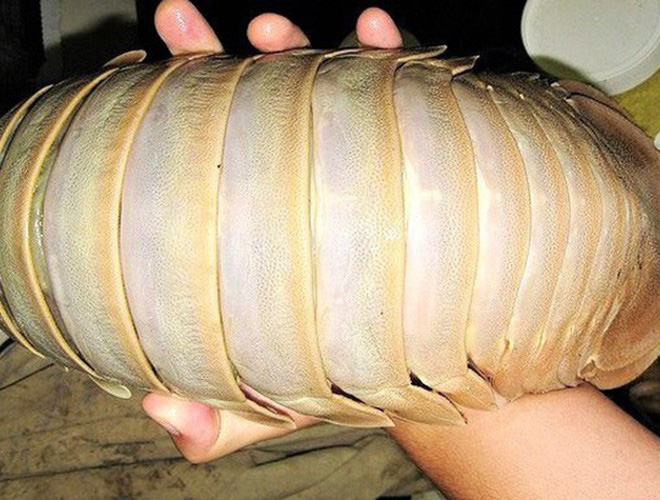 Lục đại đặc sản biển gây ấn tượng bởi vẻ ngoài &quot;kỳ dị&quot;: Nhìn thì ghê ăn thích mê - Ảnh 1.